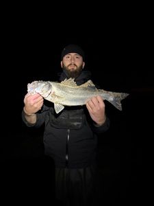 European Bass (Seabass)
