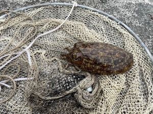 Common Cuttlefish