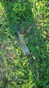 Largemouth Bass