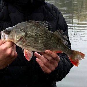 Réempoissonement 