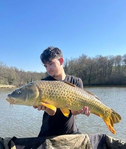 Common Carp