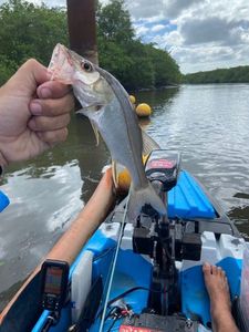 Common Snook