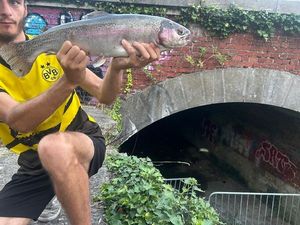 Rainbow Trout