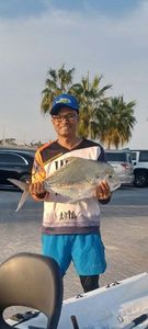 Golden Trevally