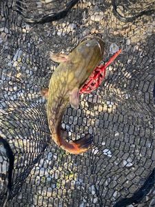 Black Bullhead