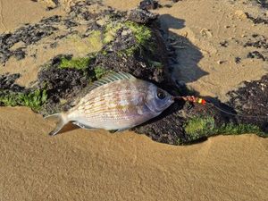 Black Seabream