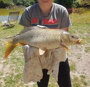 Common Carp