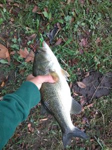 Smallmouth Bass