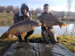 Common Carp