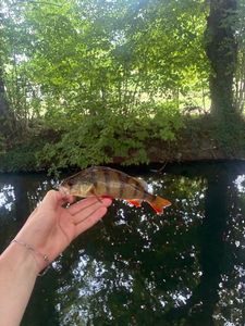 European Perch