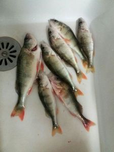 European Perch