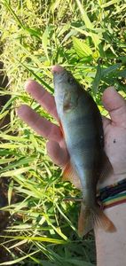 European Perch