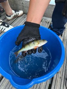 European Perch