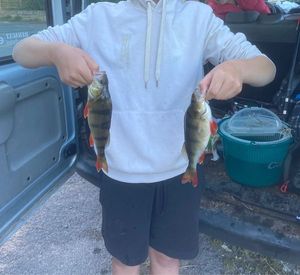 European Perch