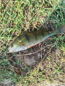 European Perch