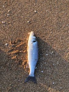 Spotted Seabass