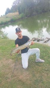 Northern Pike