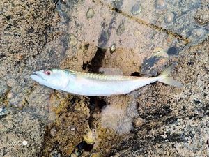 Mackerel