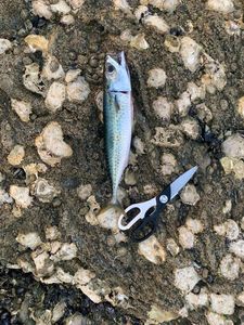 Mackerel