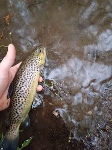 Brown Trout