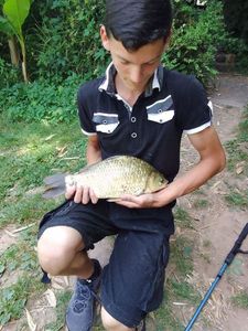 Common Carp