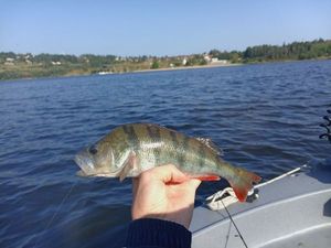 European Perch