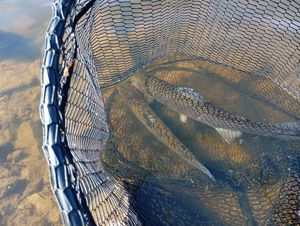 Rainbow Trout