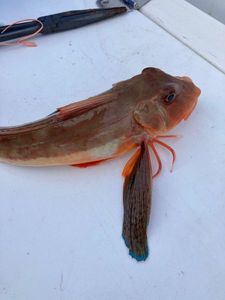 Grey Gurnard