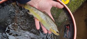 Brown Trout