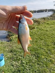 Roach