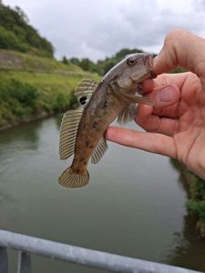 Round Goby