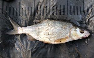 Common Bream