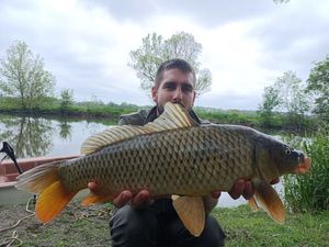 Common Carp