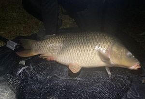 Common Carp