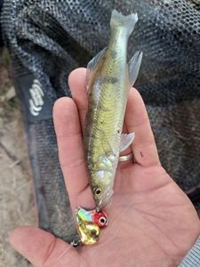 Zander