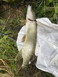 Northern Pike