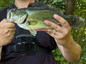 Largemouth Bass