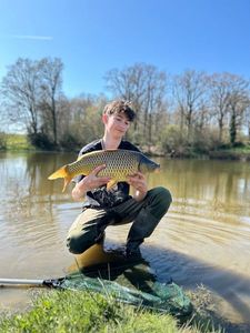 Common Carp
