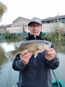 Largemouth Bass