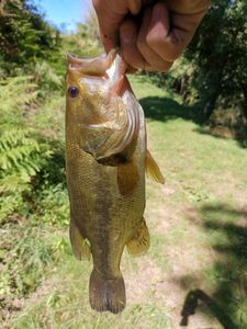 Largemouth Bass