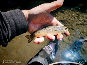 Brown Trout