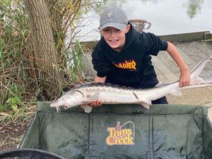 Dabry's Sturgeon