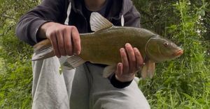 Tench