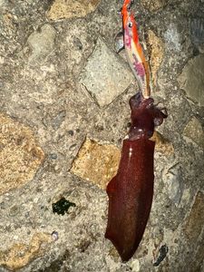 European Squid