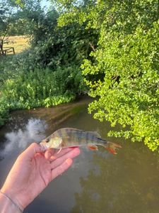 European Perch
