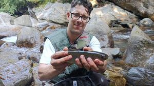 Brown Trout