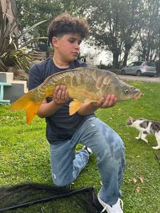 Mirror Carp