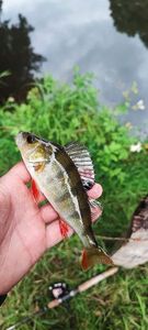 European Perch