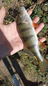 European Perch