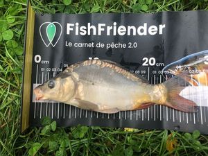 Mirror Carp